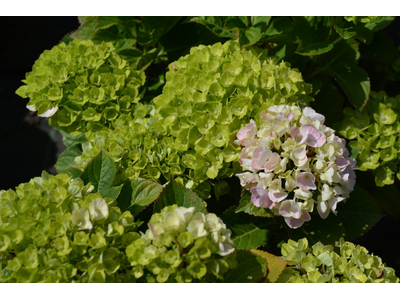 Hydrangea macrophylla