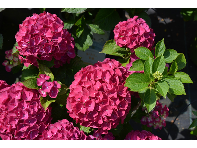 Hydrangea macrophylla