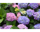 Hydrangea macrophylla Fabolo ® Royalty Collection