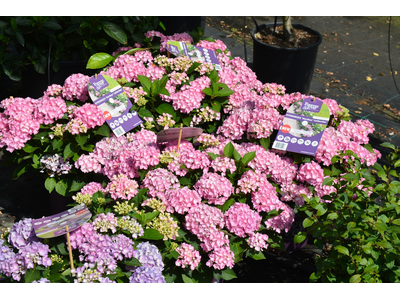 Hydrangea macrophylla