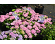 Hydrangea macrophylla Forever & Ever Hortbux