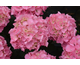 Hydrangea macrophylla Froufrou Rose ®