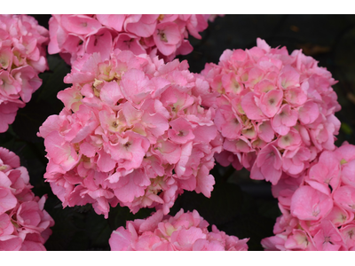 Hydrangea macrophylla