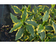 Hydrangea aspera Goldrush