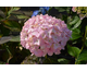 Hydrangea macrophylla Kazan