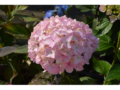 Hydrangea macrophylla