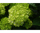 Hydrangea macrophylla Magical ® Green Cloud