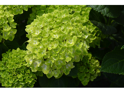 Hydrangea macrophylla