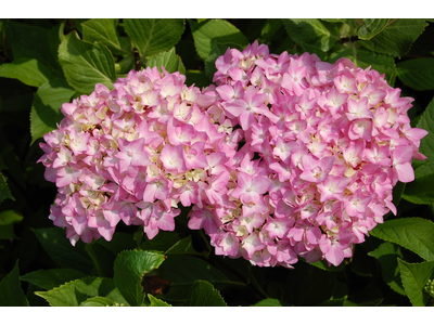 Hydrangea macrophylla