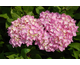 Hydrangea macrophylla Nigra