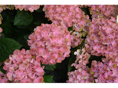 Hydrangea macrophylla