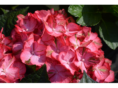 Hydrangea macrophylla