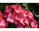 Hydrangea macrophylla Beauty of Boskoop ® Royalty Collection