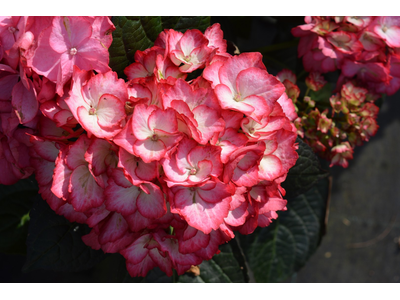 Hydrangea macrophylla
