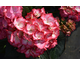 Hydrangea macrophylla Feather ® Royalty Collection
