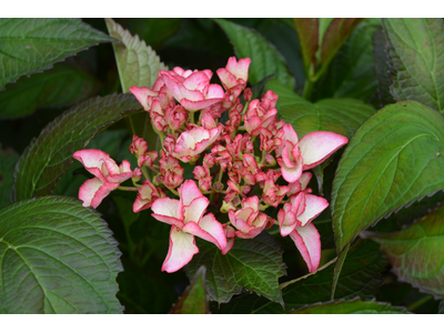 Hydrangea macrophylla