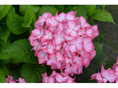 Hydrangea macrophylla