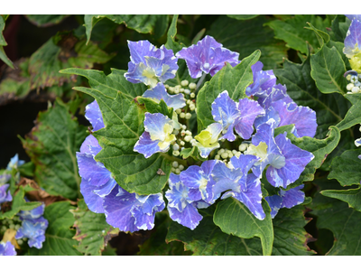 Hydrangea macrophylla