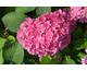 Hydrangea macrophylla Stellar