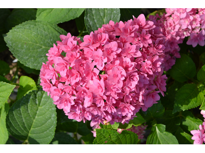 Hydrangea macrophylla