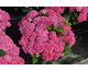 Hydrangea macrophylla Tabletensia