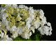Hydrangea macrophylla Wedding Gown