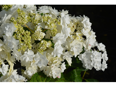 Hydrangea macrophylla