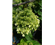 Hydrangea paniculata Bee Happy ®