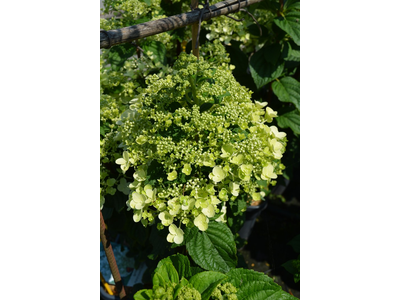 Hydrangea paniculata