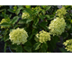 Hydrangea paniculata Limelight Prime ® PW