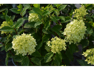 Hydrangea paniculata