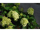 Hydrangea paniculata Little Hottie