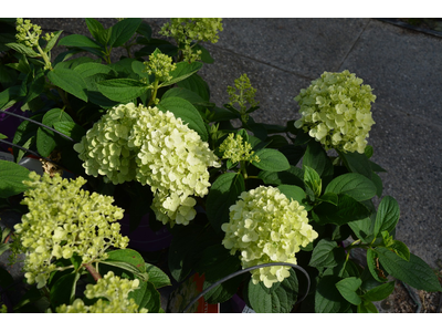 Hydrangea paniculata