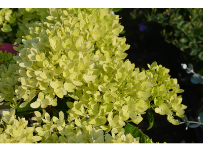 Hydrangea paniculata