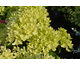 Hydrangea paniculata Pink Lights ® Garden Lights Collection