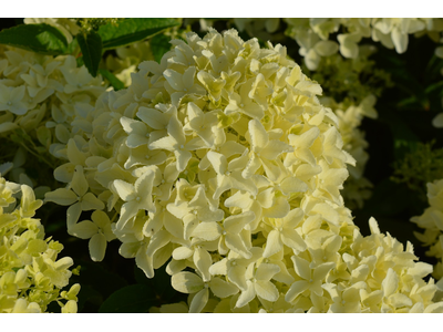Hydrangea paniculata