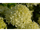 Hydrangea paniculata White Light ® Garden Lights Collection