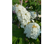 Hydrangea quercifolia Gatsby Girl ® PW