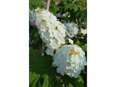Hydrangea quercifolia