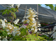 Hydrangea quercifolia Ice Crystal