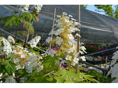 Hydrangea quercifolia