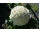 Hydrangea quercifolia Tara