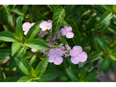 Hydrangea