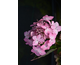 Hydrangea serrata