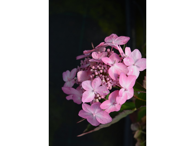 Hydrangea serrata