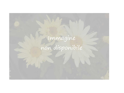 Farfugium japonicum var. giganteum