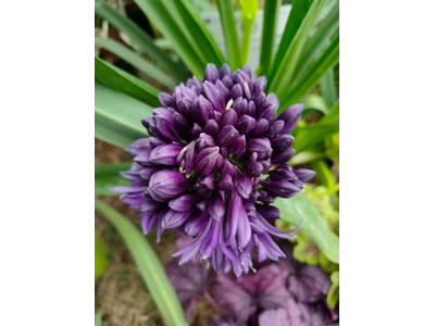 Agapanthus