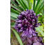 Agapanthus Black Jack