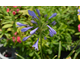 Agapanthus Dr. Brower