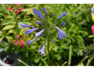 Agapanthus